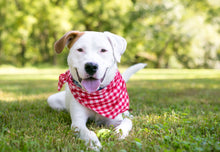 Load image into Gallery viewer, Bandanas - Perfect little gift,! Get a matching one for your favorite dog!